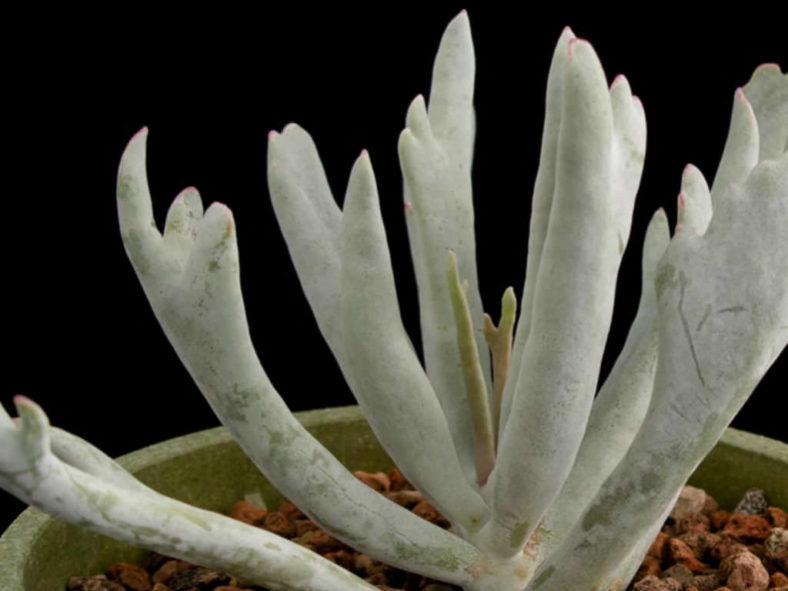 Cotyledon orbiculata 'Staghorn'