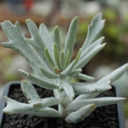 Cotyledon orbiculata 'Staghorn'