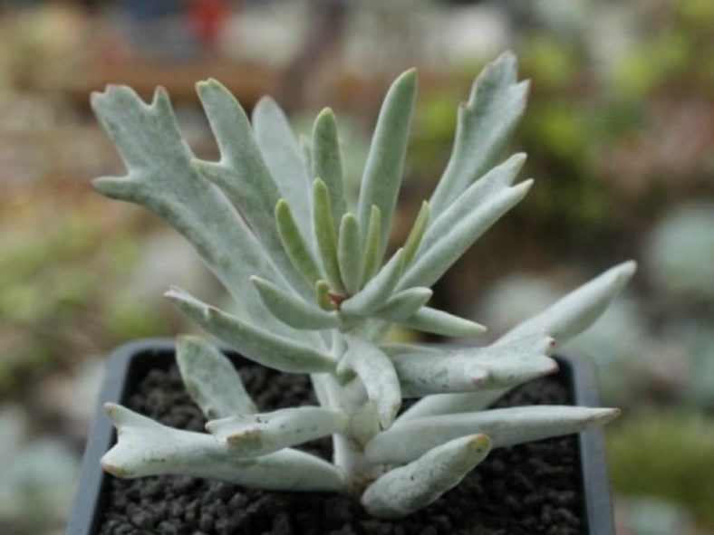 Cotyledon orbiculata 'Staghorn'