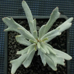 Cotyledon orbiculata 'Staghorn'