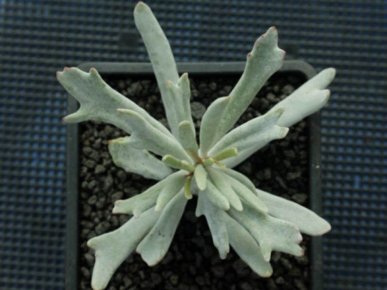 Cotyledon orbiculata 'Staghorn'