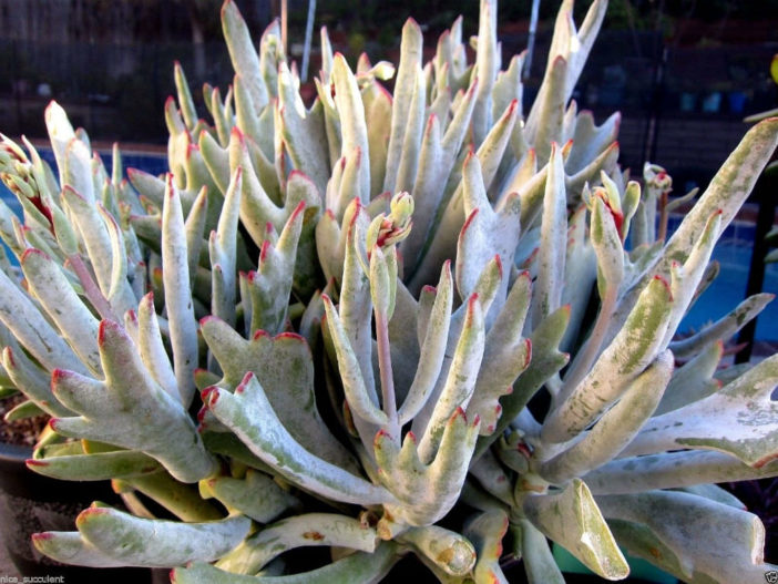Cotyledon orbiculata 'Staghorn'