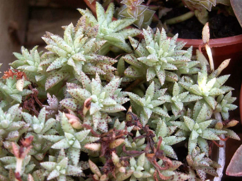 Crassula exilis subsp. sedifolia