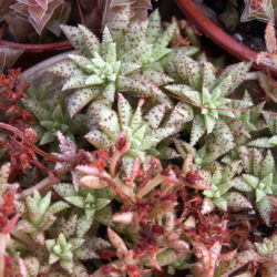Crassula exilis subsp. sedifolia