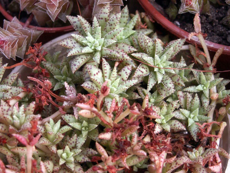 Crassula exilis subsp. sedifolia