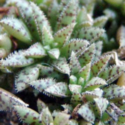 Crassula exilis subsp. sedifolia