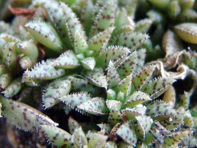Crassula exilis subsp. sedifolia