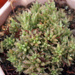 Crassula exilis subsp. sedifolia