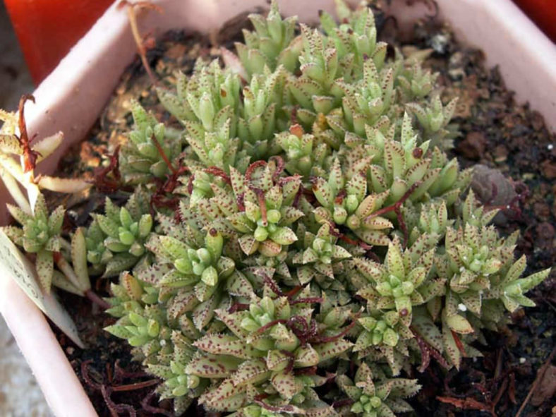 Crassula exilis subsp. sedifolia