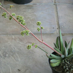 Crassula subacaulis