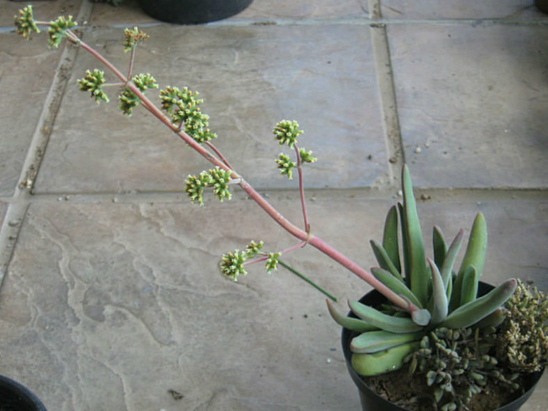 Crassula subacaulis