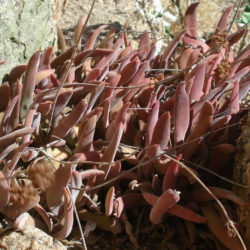 Crassula subacaulis