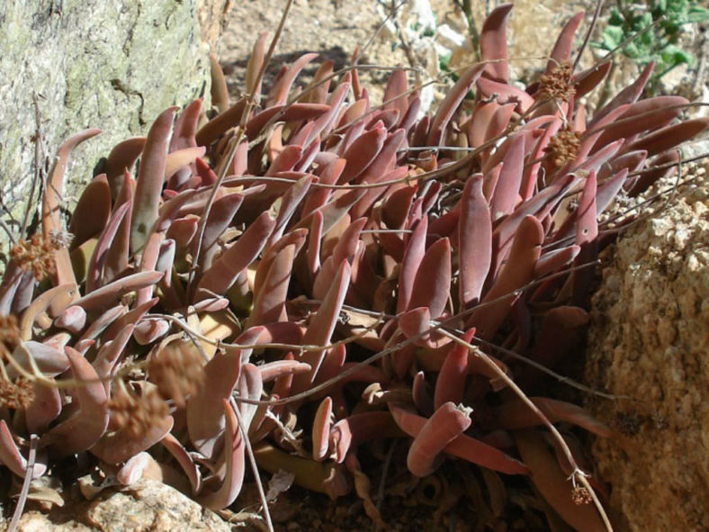 Crassula subacaulis