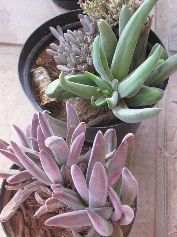 Crassula subacaulis