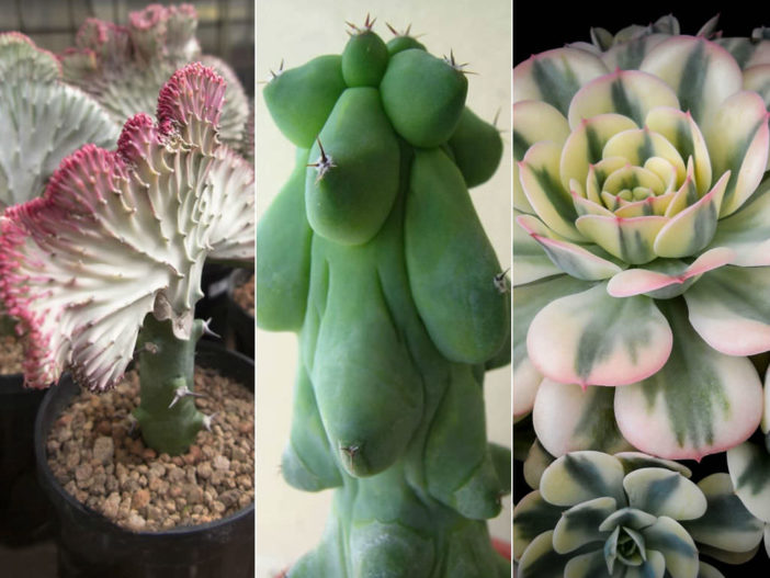 Crested, Monstrose and Variegated Succulents