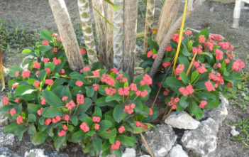 How to Propagate a Crown of Thorns Crown of Thorns
