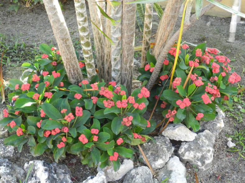 Propagate Crown of Thorns
