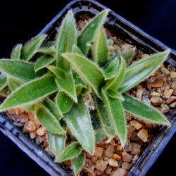 Cyanotis somaliensis (Pussy Ears)