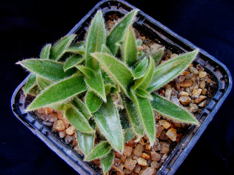Cyanotis somaliensis (Pussy Ears)