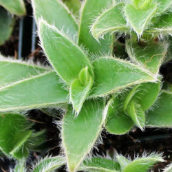 Cyanotis somaliensis (Pussy Ears)