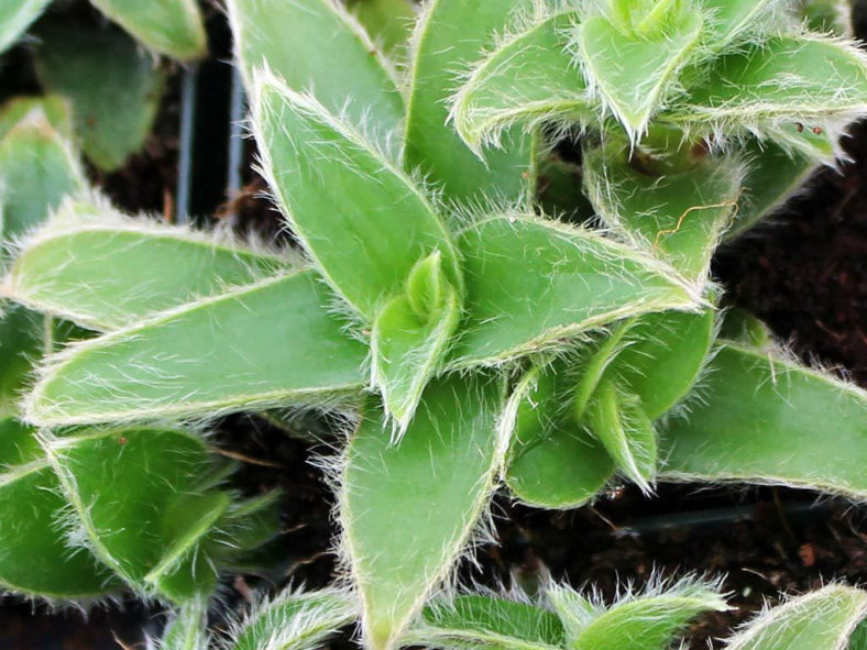 Cyanotis somaliensis (Pussy Ears)