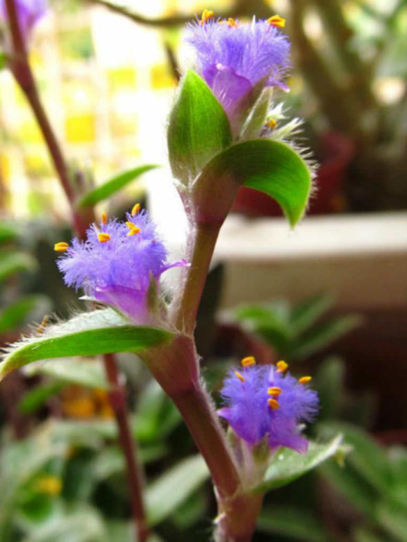 Cyanotis somaliensis (Pussy Ears)