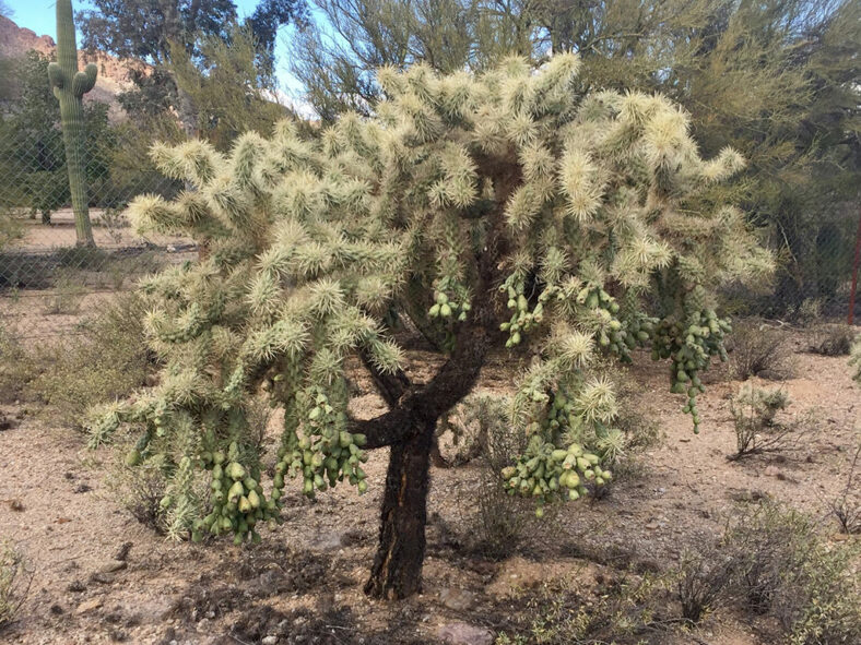 Cylindropuntia fulgida, commonly known as Jumping Cholla