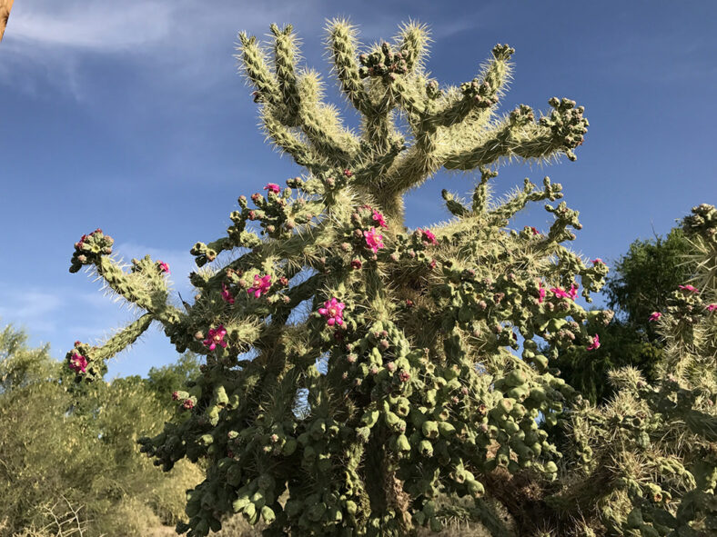 Cylindropuntia fulgida, commonly known as Jumping Cholla