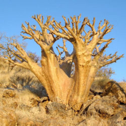 Cyphostemma currorii (Cobas Tree)