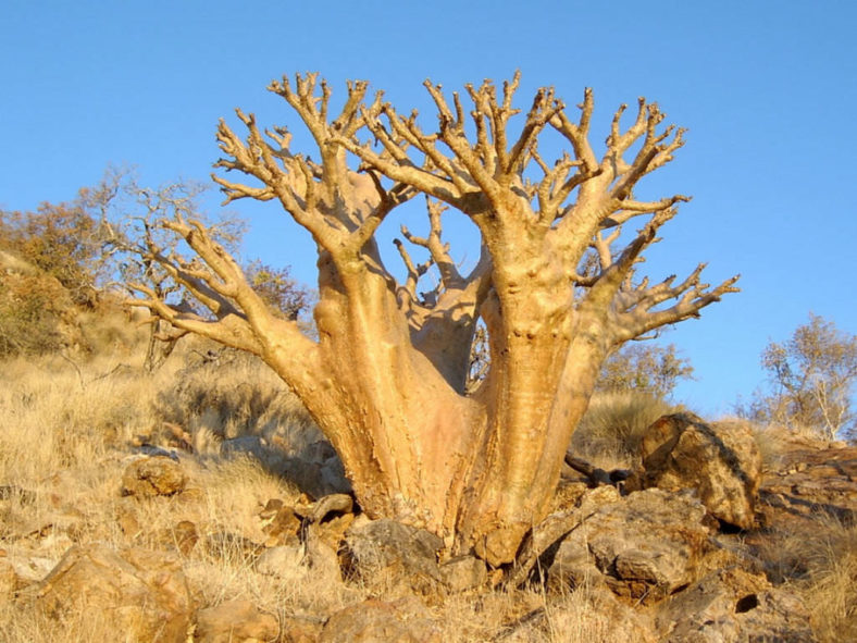Cyphostemma currorii (Cobas Tree)