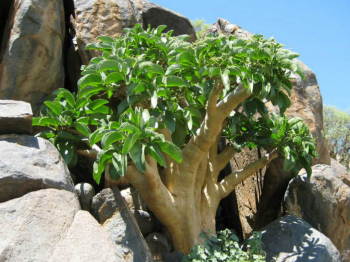Cyphostemma currorii (Cobas Tree)