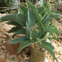 Cyphostemma currorii (Cobas Tree)