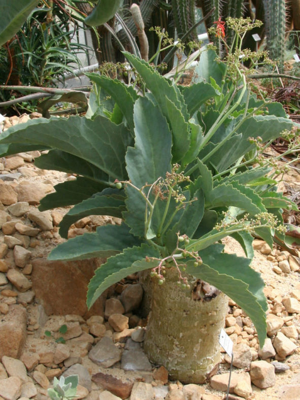 Cyphostemma currorii (Cobas Tree)