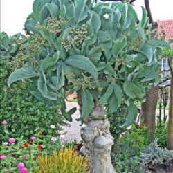 Cyphostemma currorii (Cobas Tree)