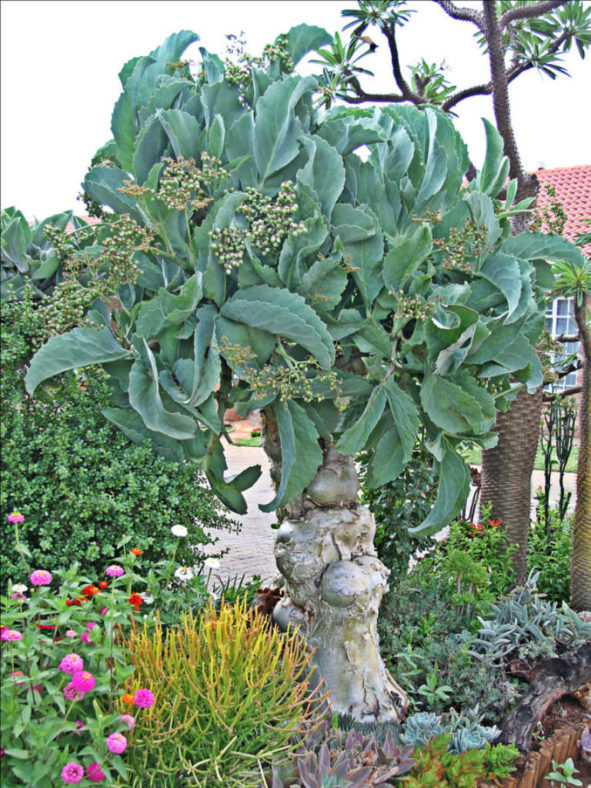 Cyphostemma currorii (Cobas Tree)