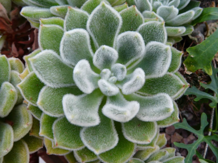 Echeveria 'Bombicina'