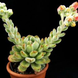 Echeveria 'Bombicina'