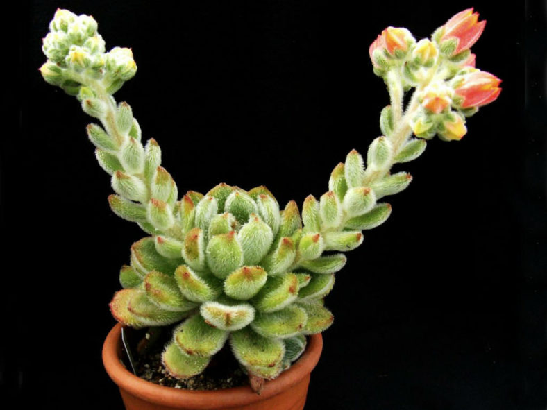 Echeveria 'Bombicina'