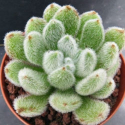 Echeveria 'Bombicina'