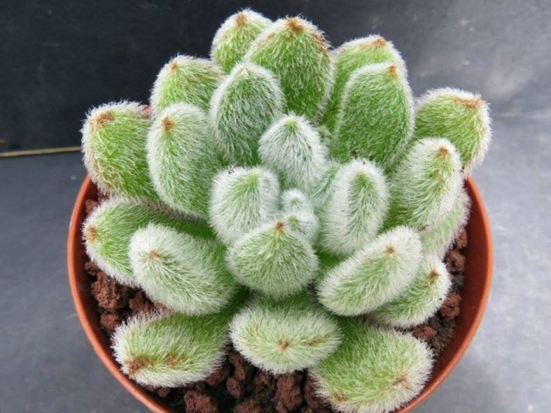 Echeveria 'Bombicina'