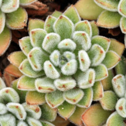 Echeveria 'Bombicina'