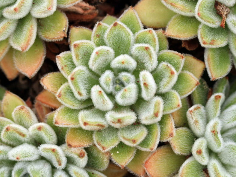 Echeveria 'Bombicina'