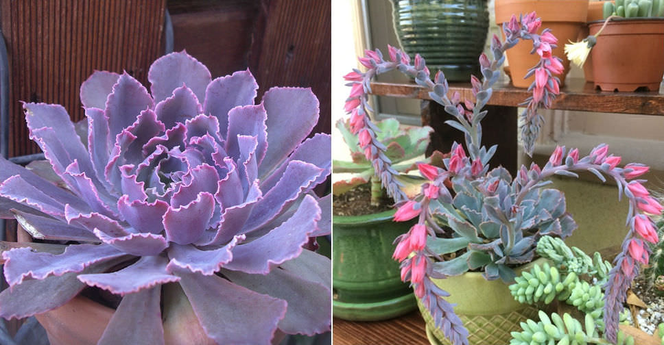 Echeveria 'Neon Breakers' | World of Succulents