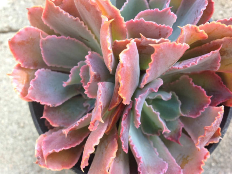 Echeveria 'Neon Breakers' (Neon Breakers Hens and Chicks)