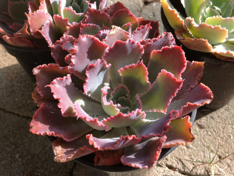 Echeveria 'Neon Breakers' (Neon Breakers Hens and Chicks)
