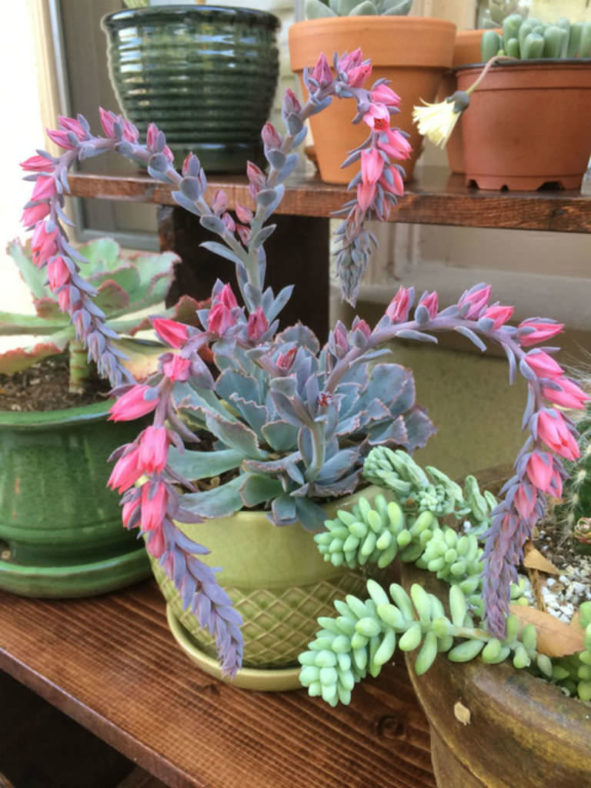 Echeveria 'Neon Breakers' (Neon Breakers Hens and Chicks)