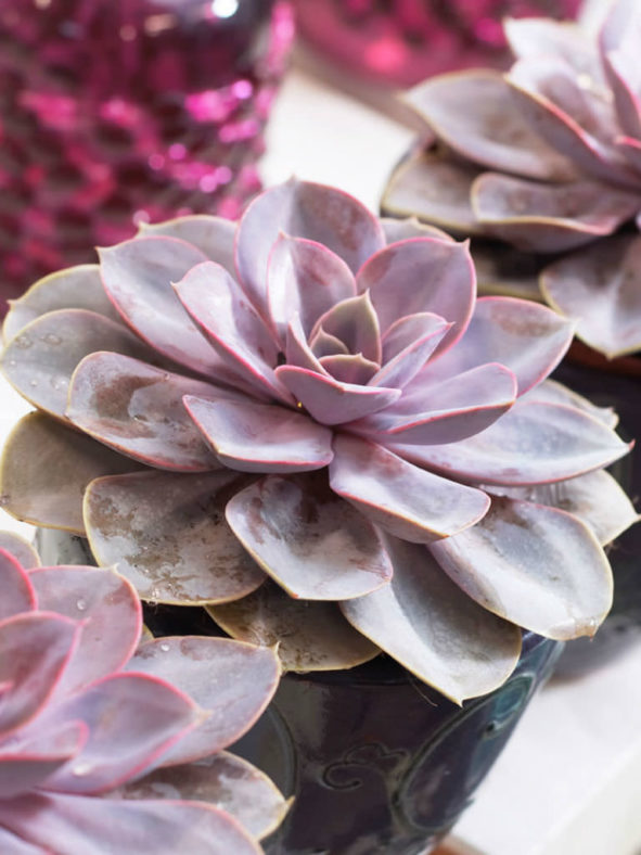 Echeveria 'Purple Pearl'