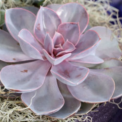 Echeveria 'Purple Pearl'