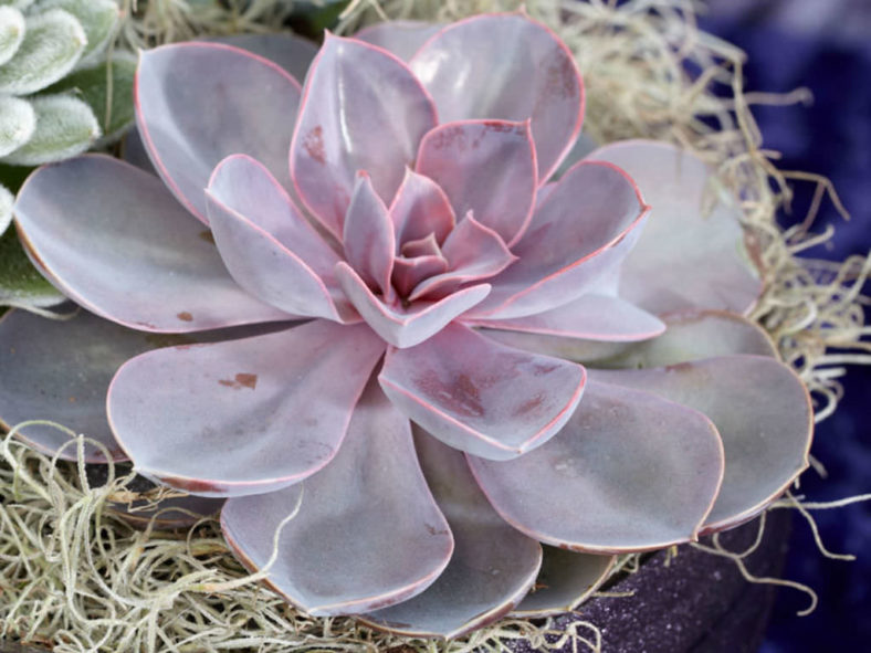Echeveria 'Purple Pearl'