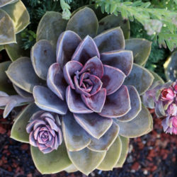 Echeveria 'Purple Pearl'